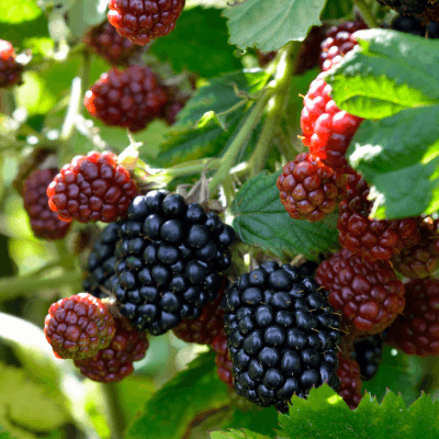 Prime-Ark Traveler Thornless Blackberry Plant