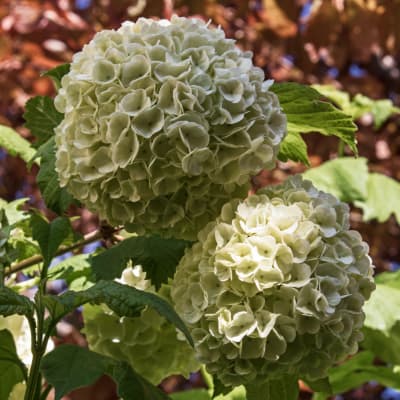 Common Snowball Viburnum