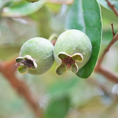 Ramsey Pineapple Guava Bush