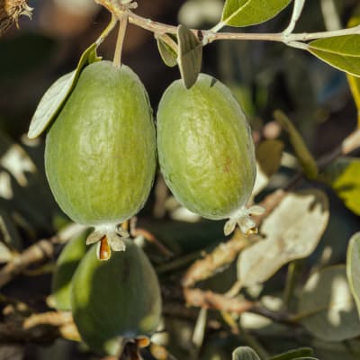 EarliHart Pineapple Guava Bush