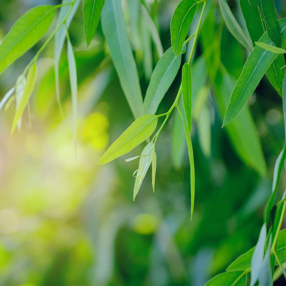 Eucalyptus