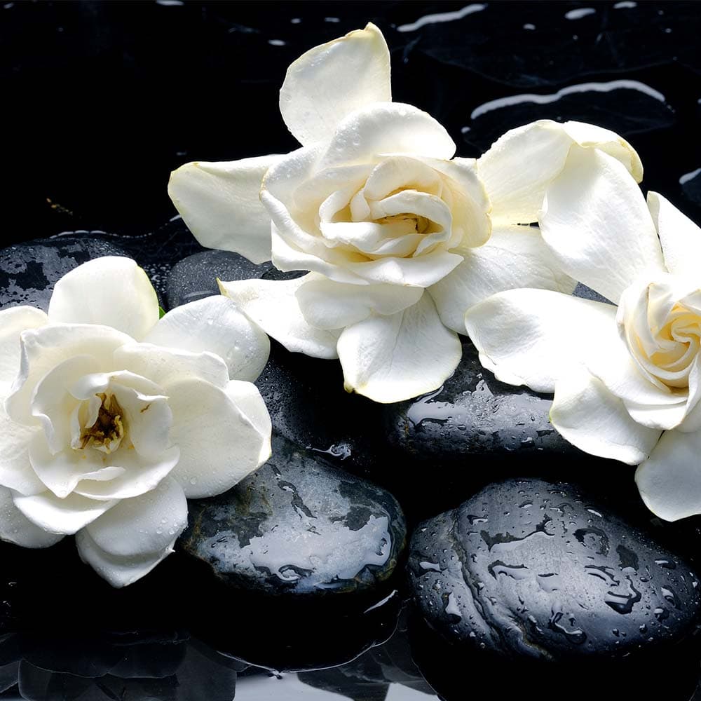 Gardenia