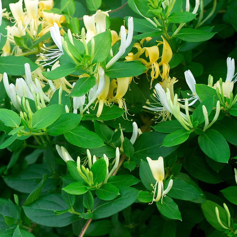 Honeysuckle