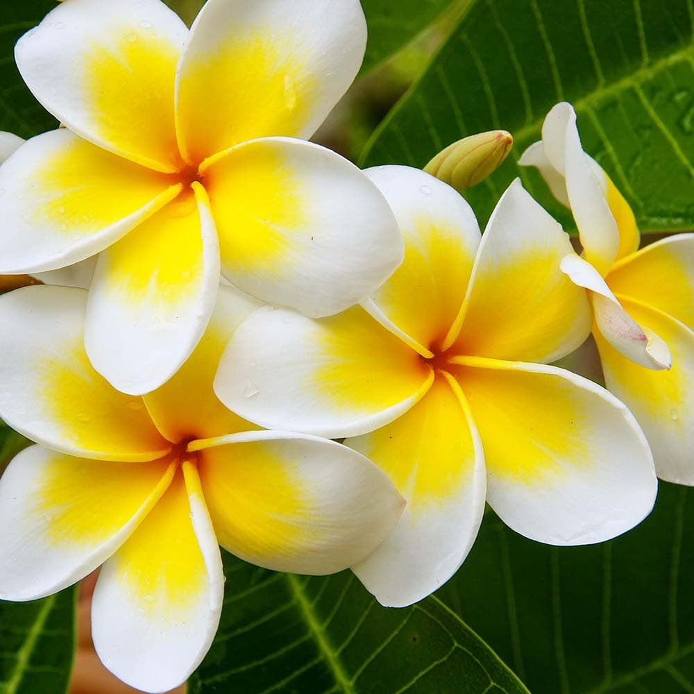 Plumeria