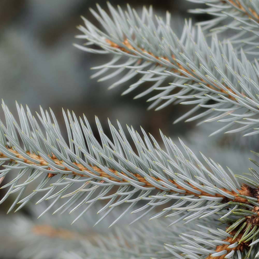 Silver Fir