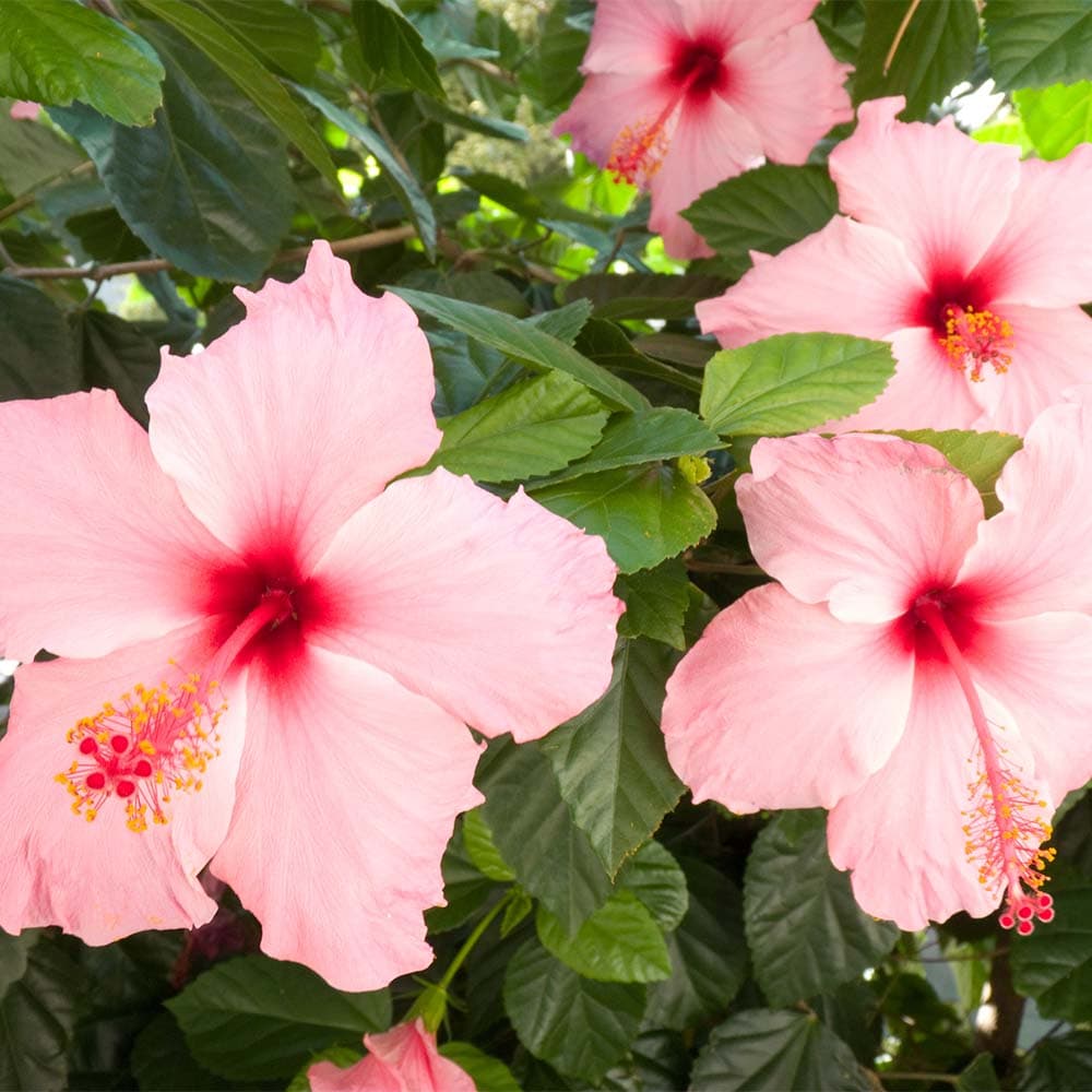 100% Natural Scent – Pink Hibiscus