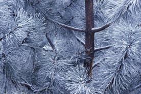 Frozen Pine - thumbnail 2