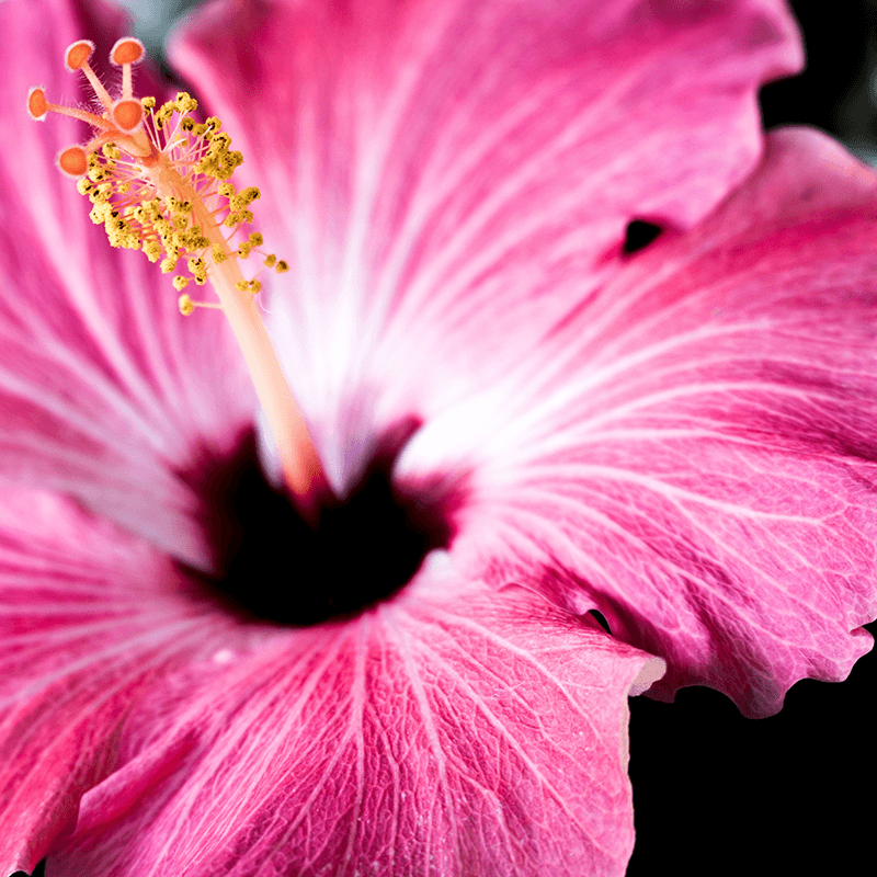 100% Natural Scent – Pink Hibiscus - thumbnail 2