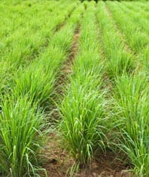 Citronella - thumbnail 2