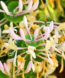 Honeysuckle - thumbnail 2