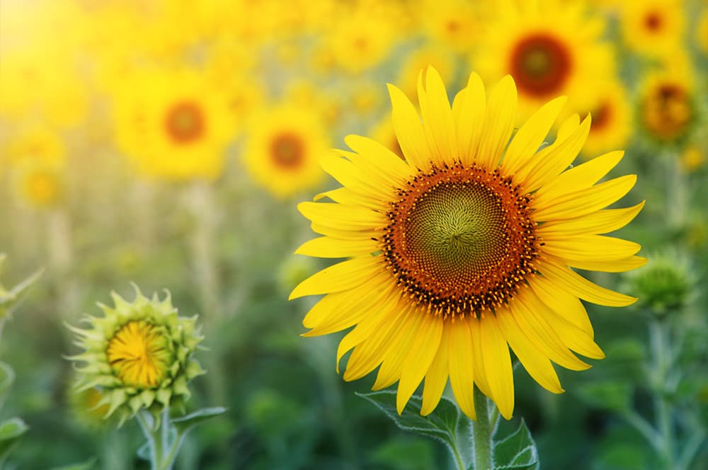 Sunflowers & Sunshine - thumbnail 2