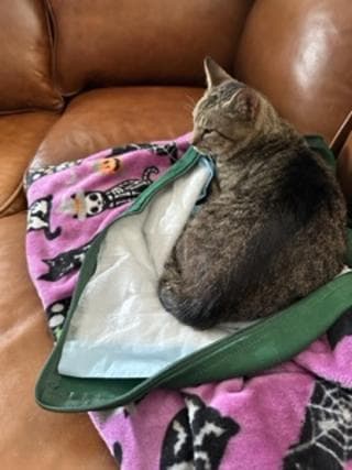 Acci-Don’ts (4-pack): Disposable Liners for Cozy Comfort Carriers - thumbnail 2