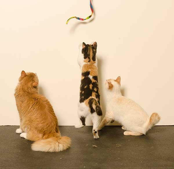 Cat Charmer - thumbnail 2