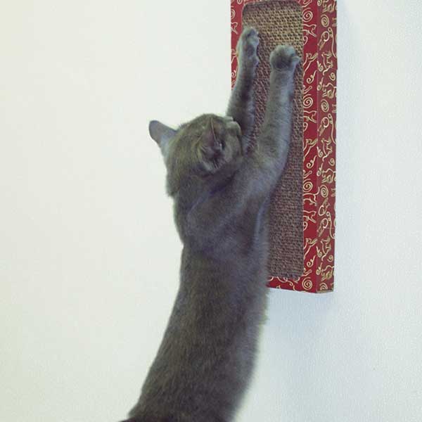 Wall Scratcher - thumbnail 4