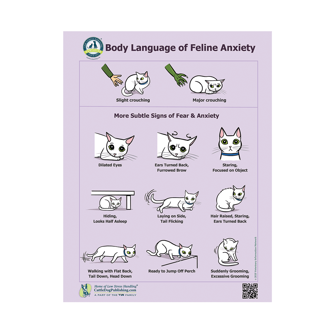 Body Language of Feline Anxiety Poster (Packet of 25 Handouts)