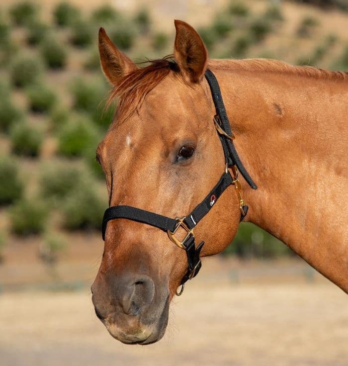 Break-away Halter - thumbnail 4