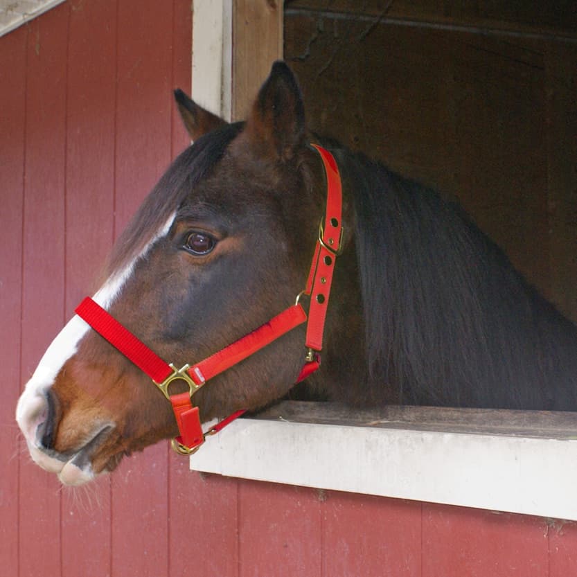 Break-away Halter - thumbnail 3