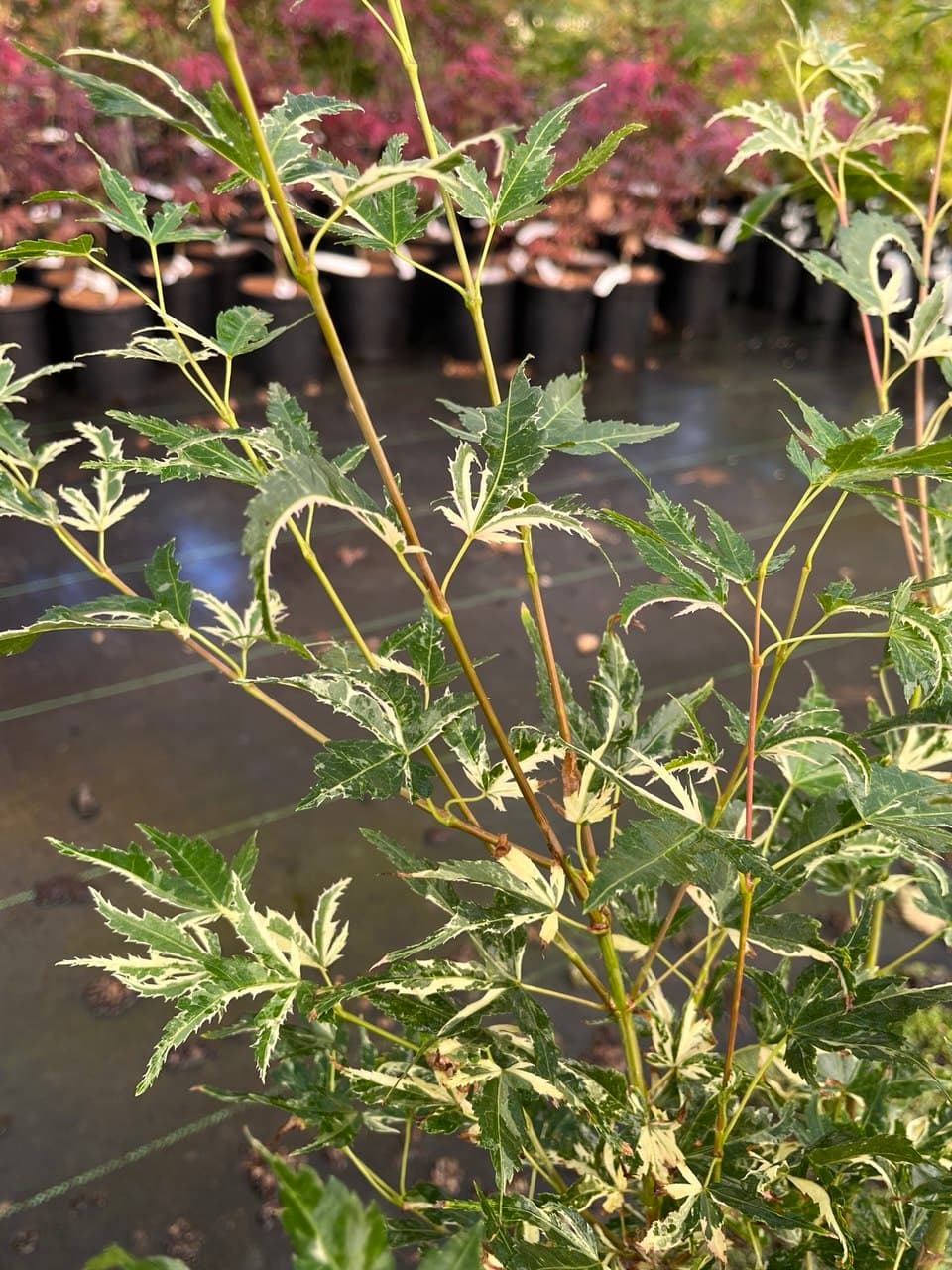 Acer palmatum ‘Kasen nishiki’ Japanese Maple