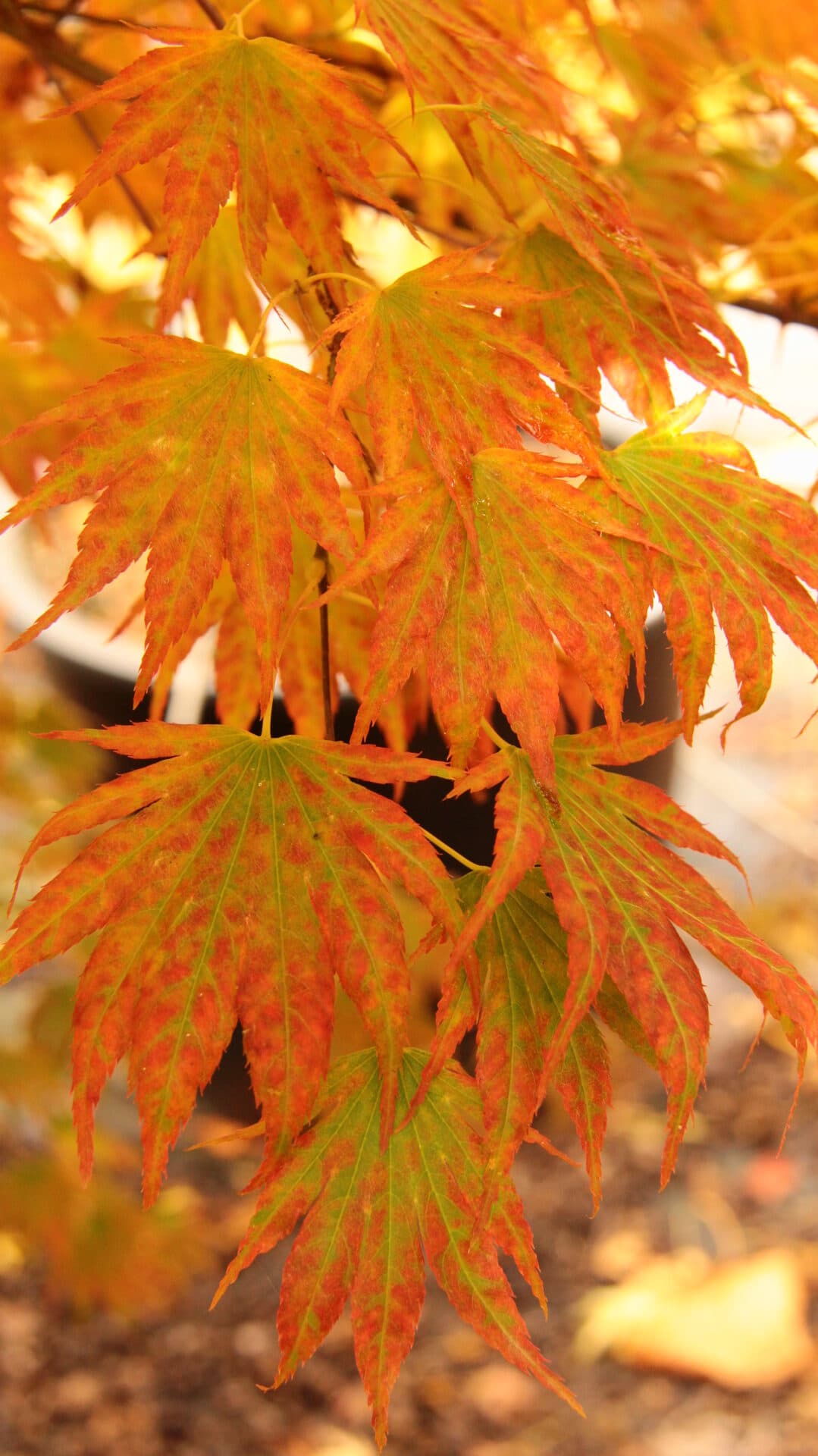 Acer shirasawanum ‘Green Elf’ Japanese Maple