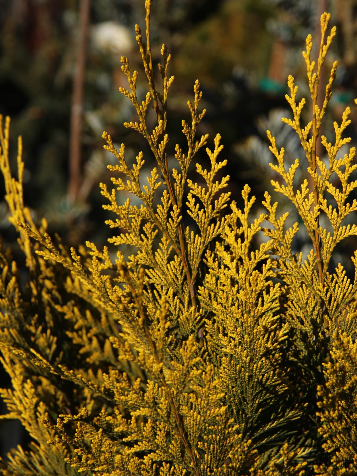 Chamaecyparis lawsoniana ‘Ivonne’ Lawson Cypress