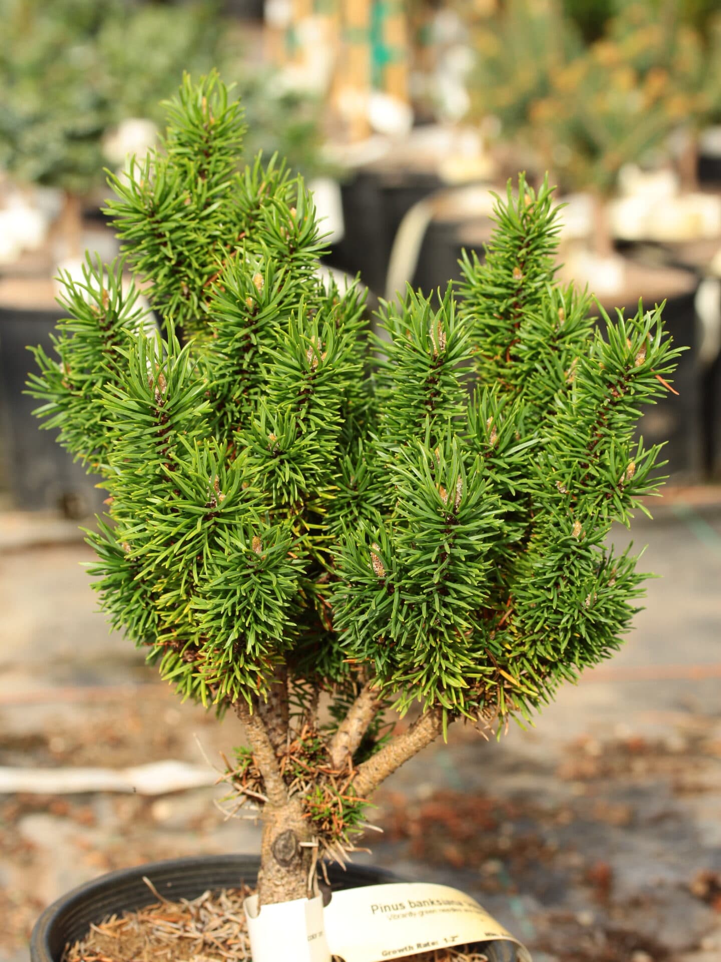 Pinus banksiana ‘Hillman’ Jack Pine