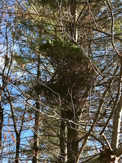 Pinus strobus ‘Crow Woods’ Eastern White Pine