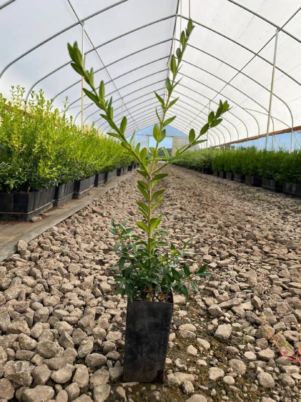 Buxus sempervirens ‘Schmidt’ Schmidt Boxwood Tree Pot