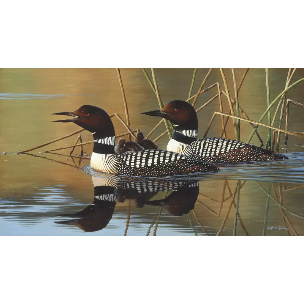 Loon Family-Clearance-CF