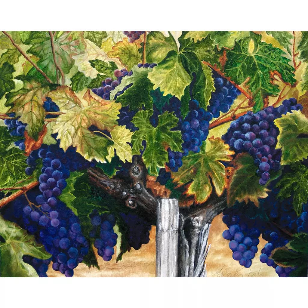 Ancient Vine II-Clearance-MT