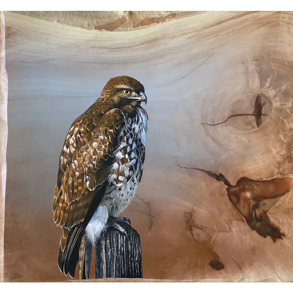 Tile Mural – Redtail Hawk – Bird Of Prey Bird Kitchen/Bathroom Backsplash Mural – Jim Brune