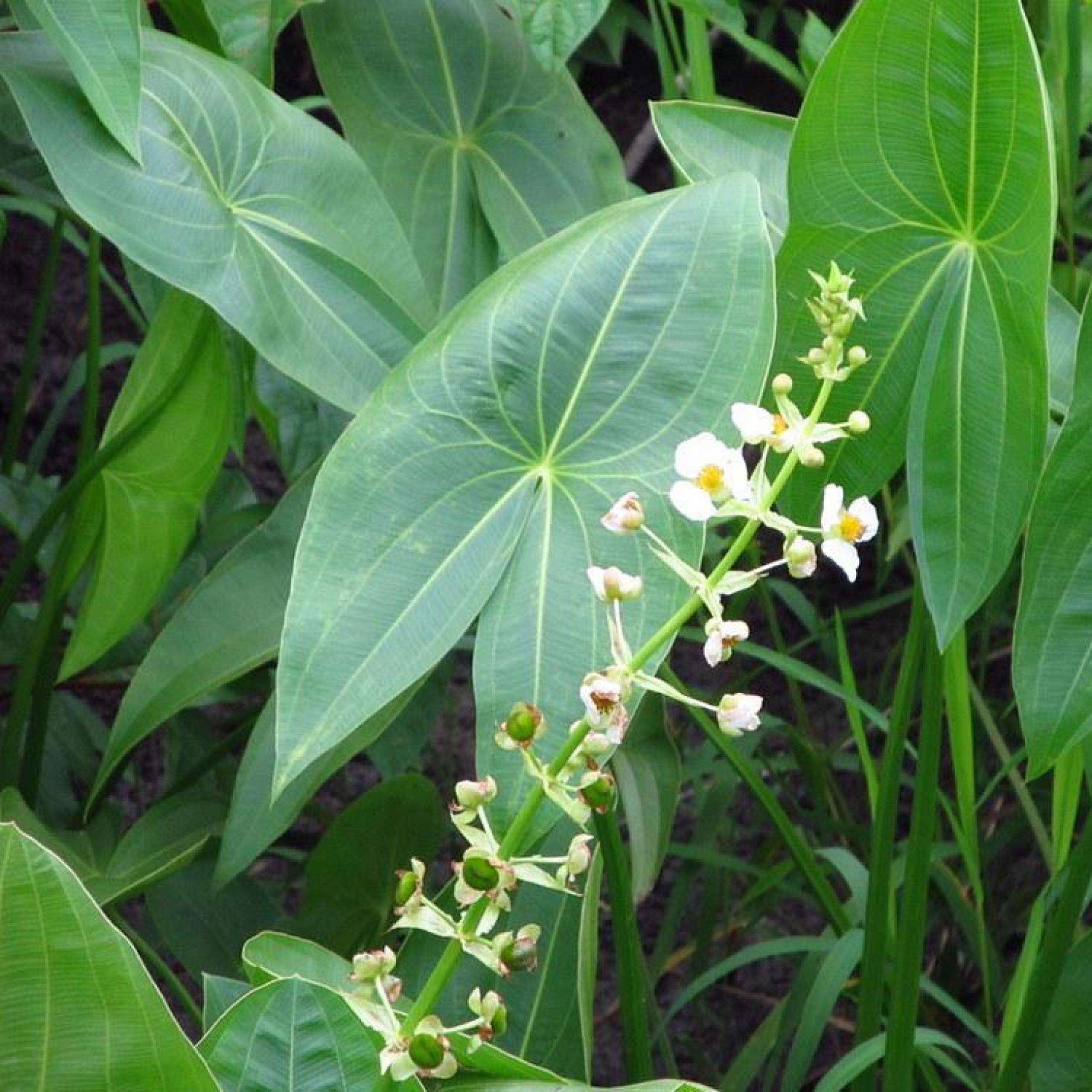 Arrowhead Shallow Water Plant - thumbnail 6