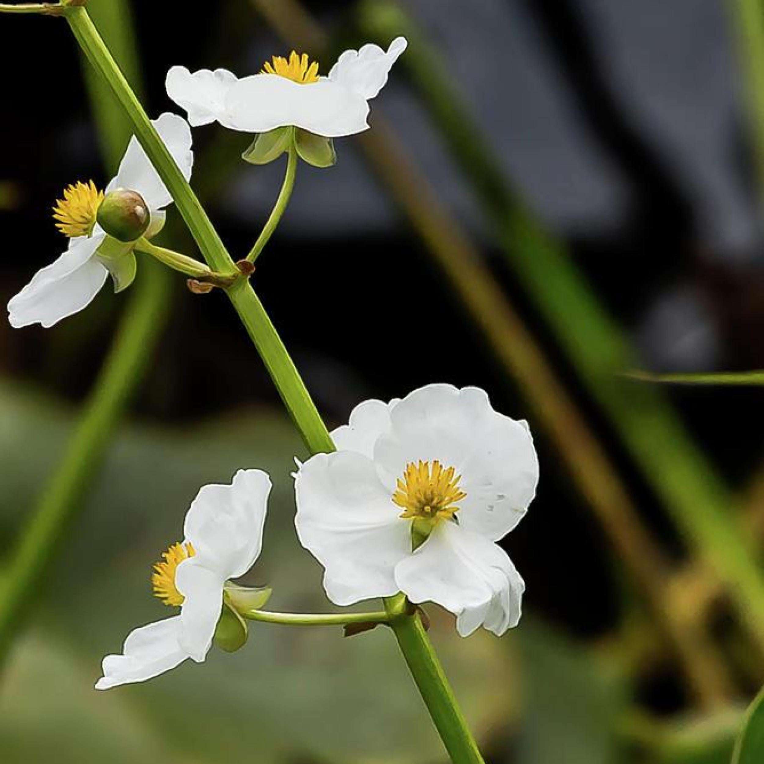 Arrowhead Shallow Water Plant