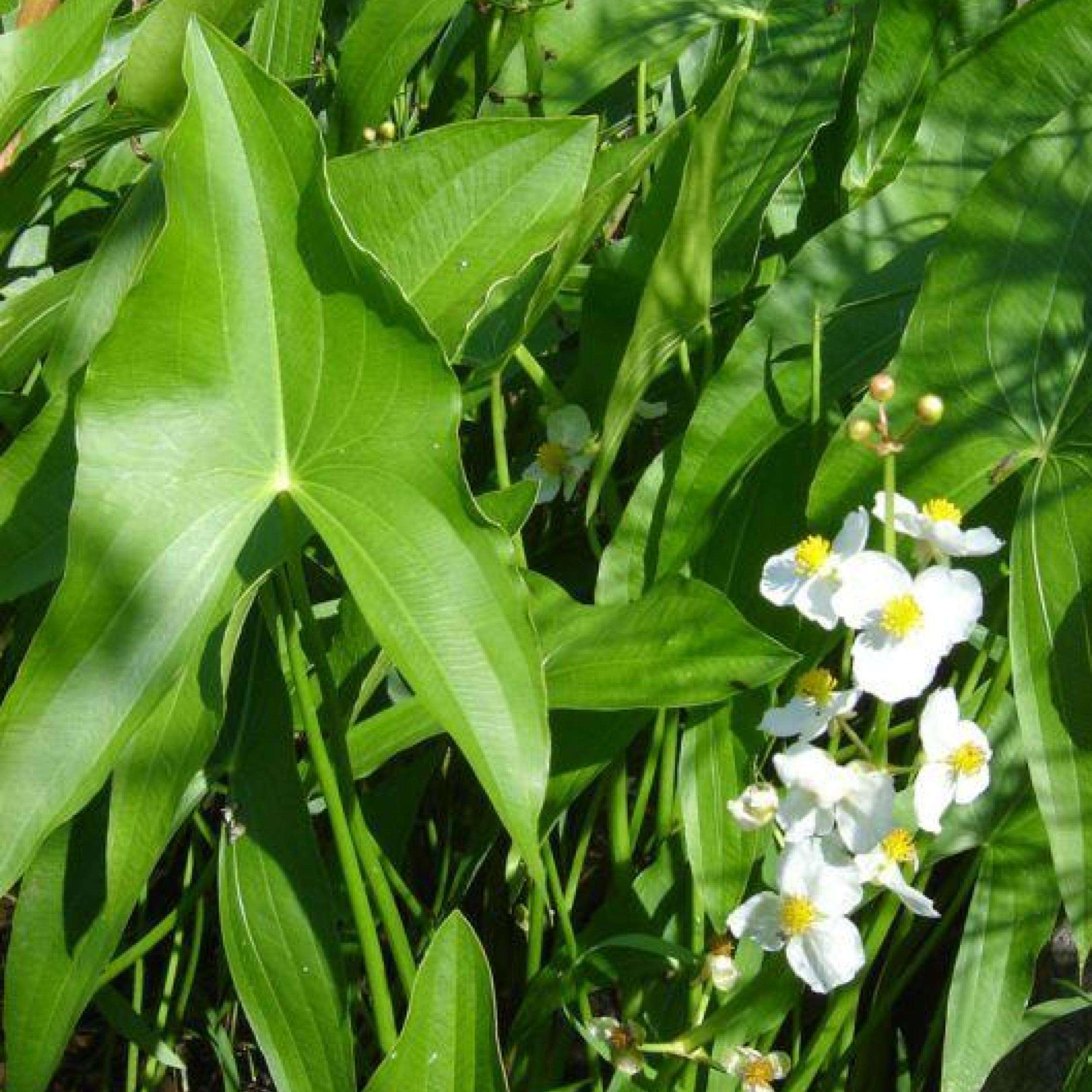 Arrowhead Shallow Water Plant - thumbnail 2