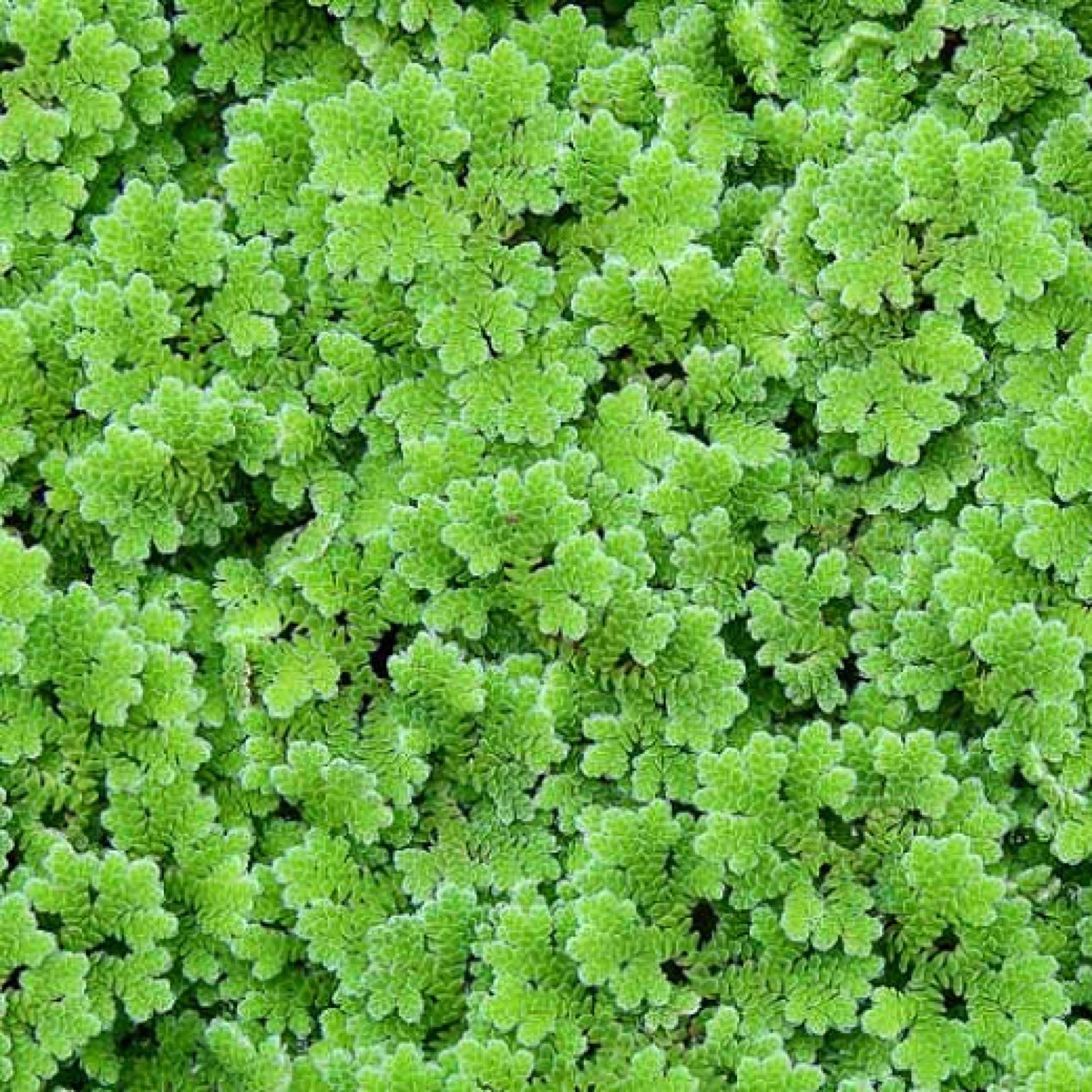 Azolla – Fairy Moss Floating Pond Plant