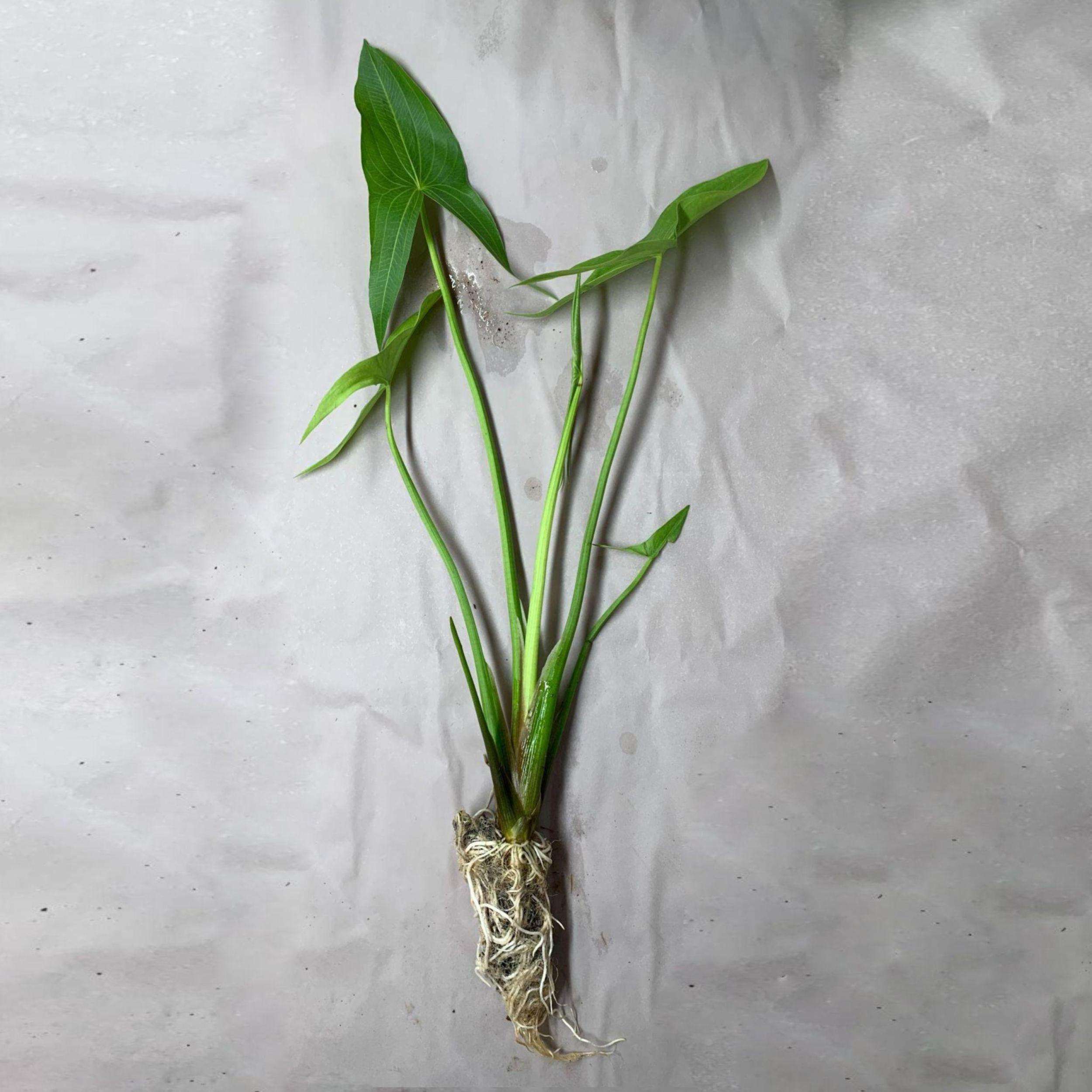 Arrowhead Shallow Water Plant - thumbnail 7
