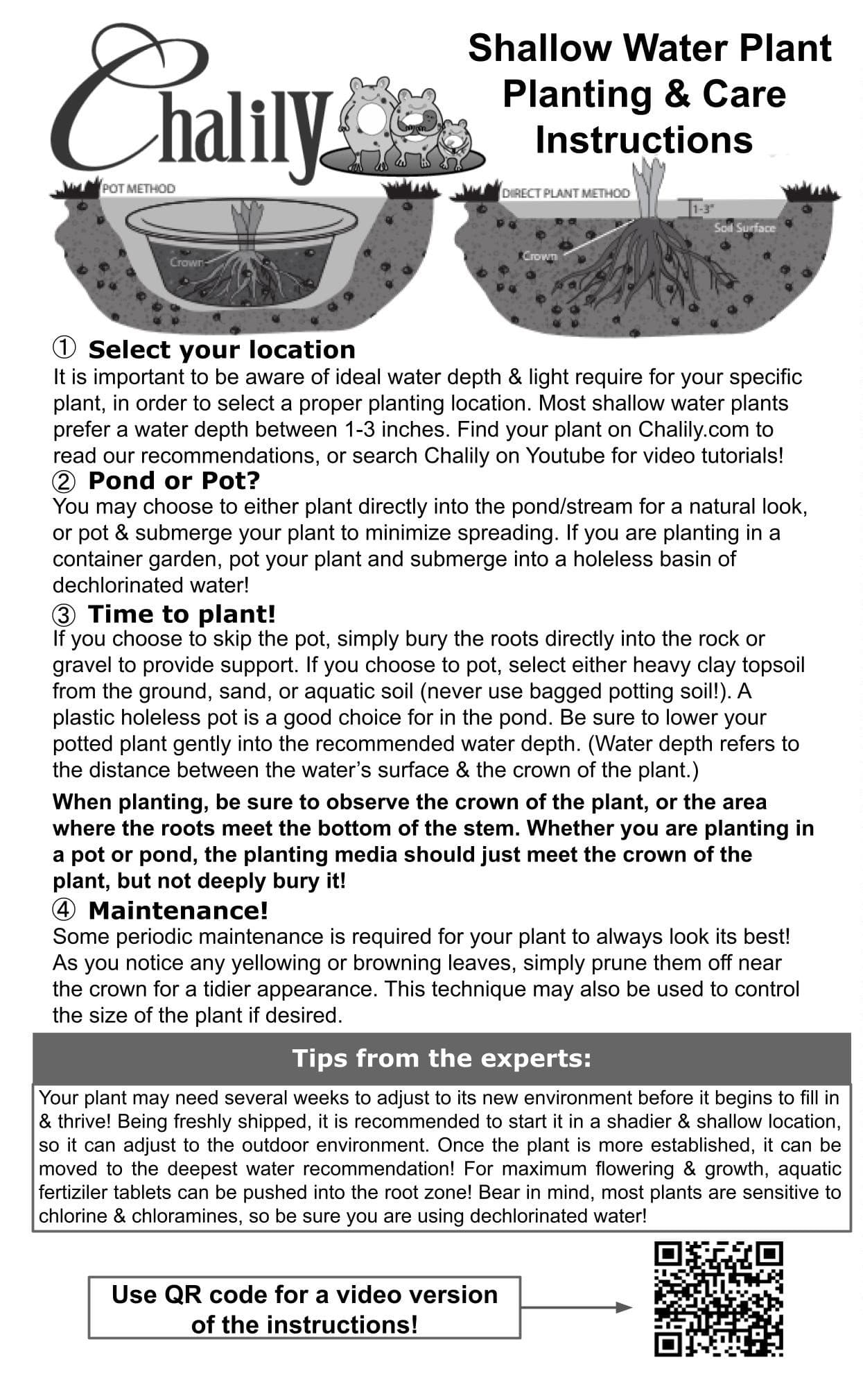 Arrowhead Shallow Water Plant - thumbnail 8