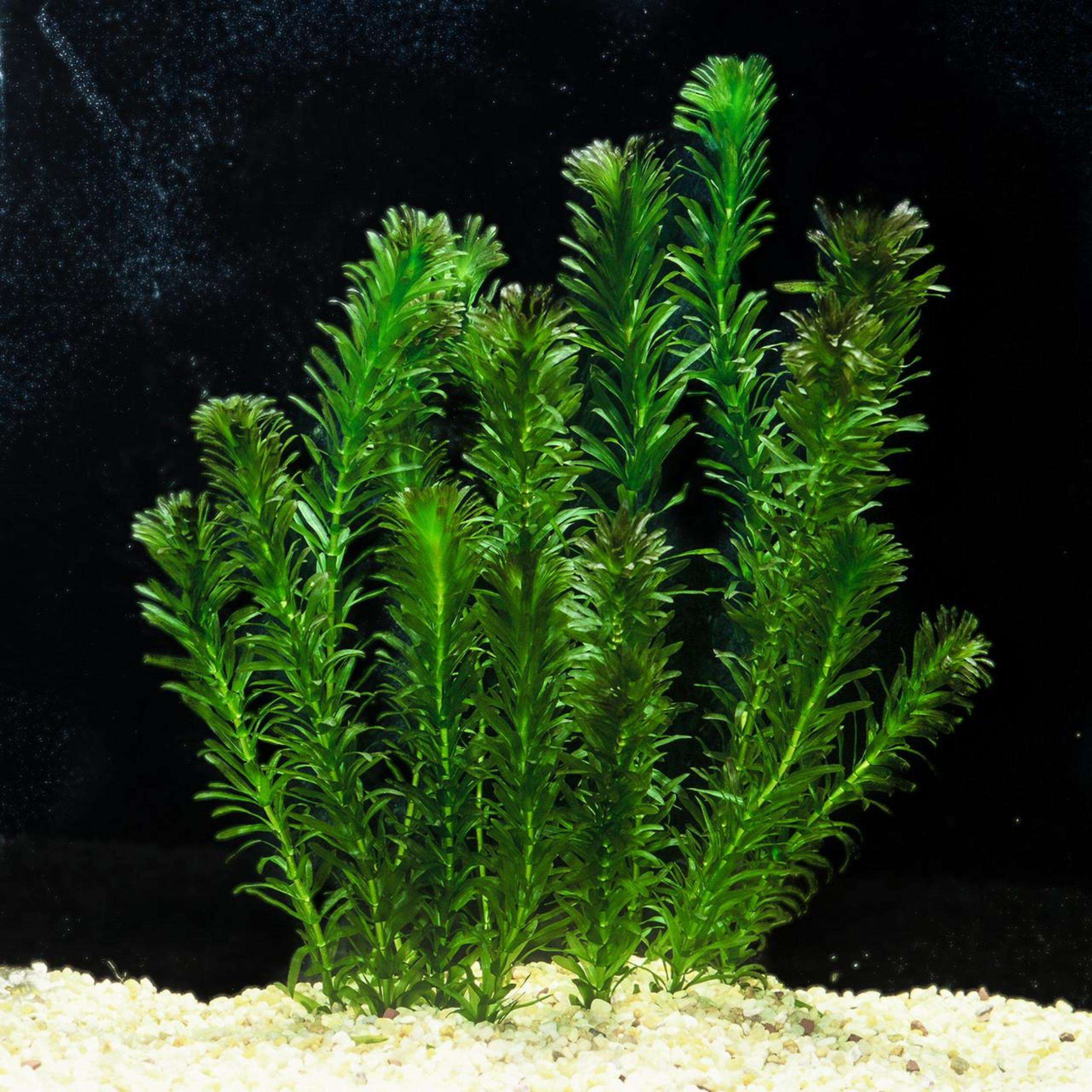 Anacharis Submerged Oxygenator