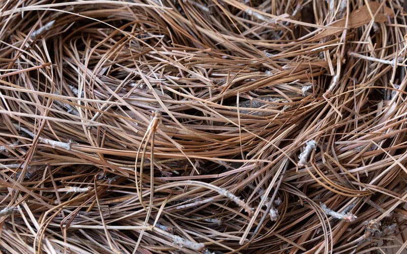 Long Needle Pine Straw