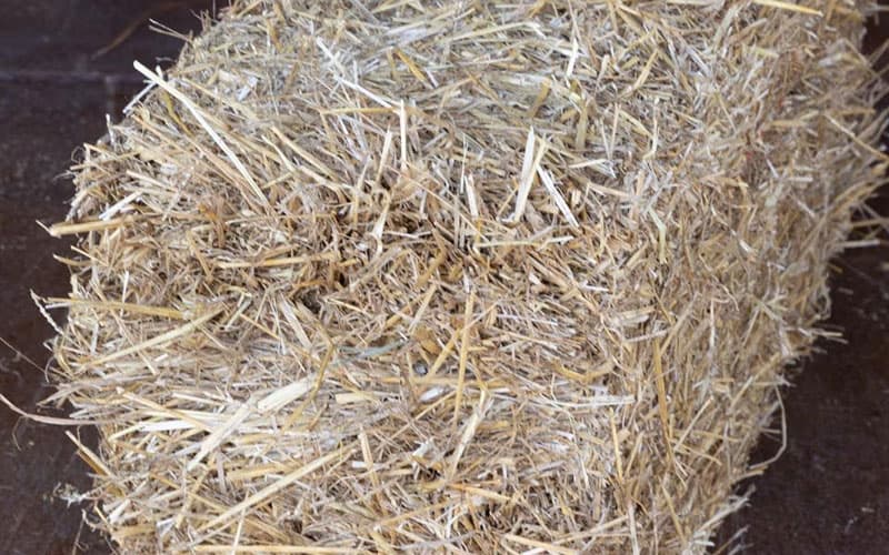 Wheat Straw