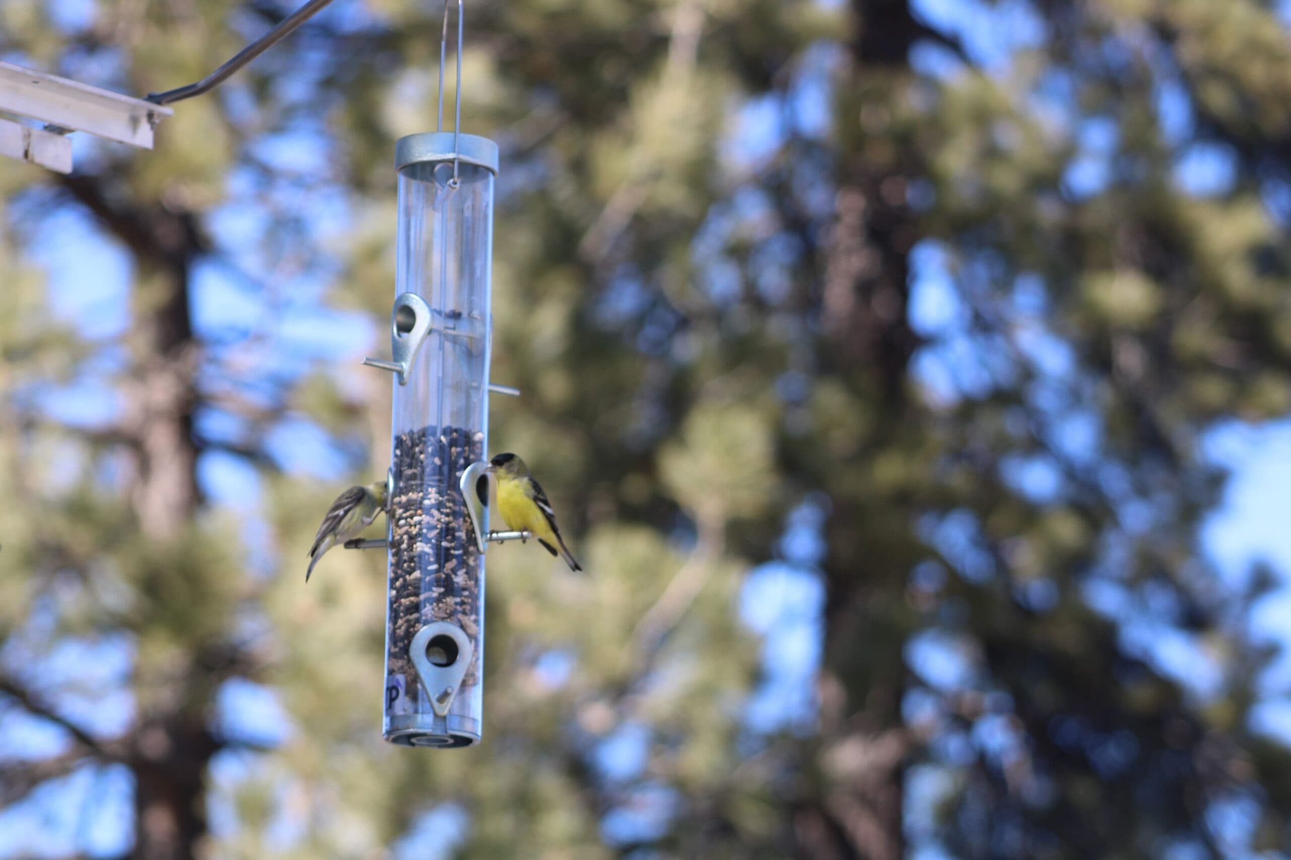 Bear &amp; Squirrel Proof Aerial Feeding Station - thumbnail 3