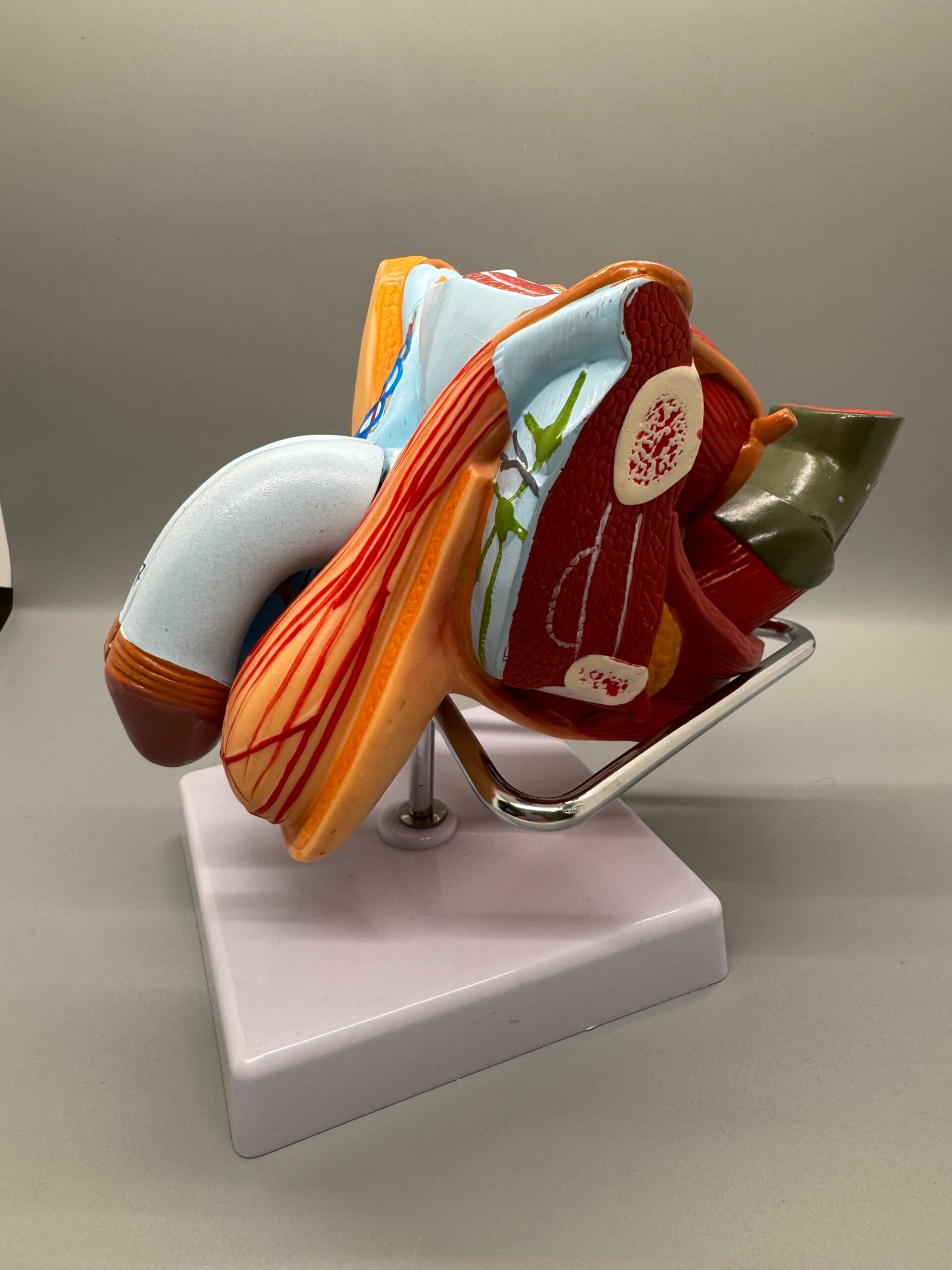 Male Pelvic Model - thumbnail 4