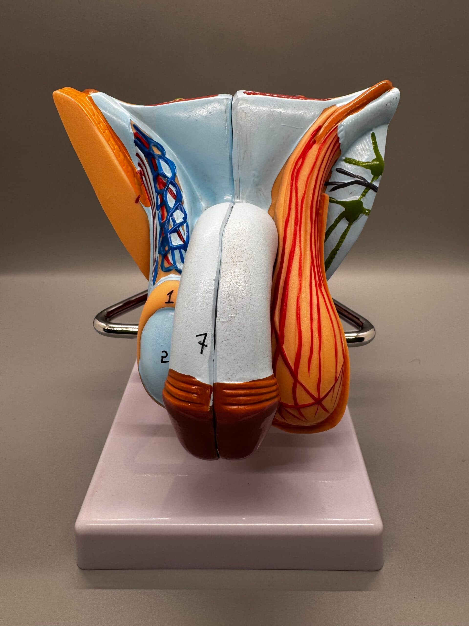 Male Pelvic Model - thumbnail 3