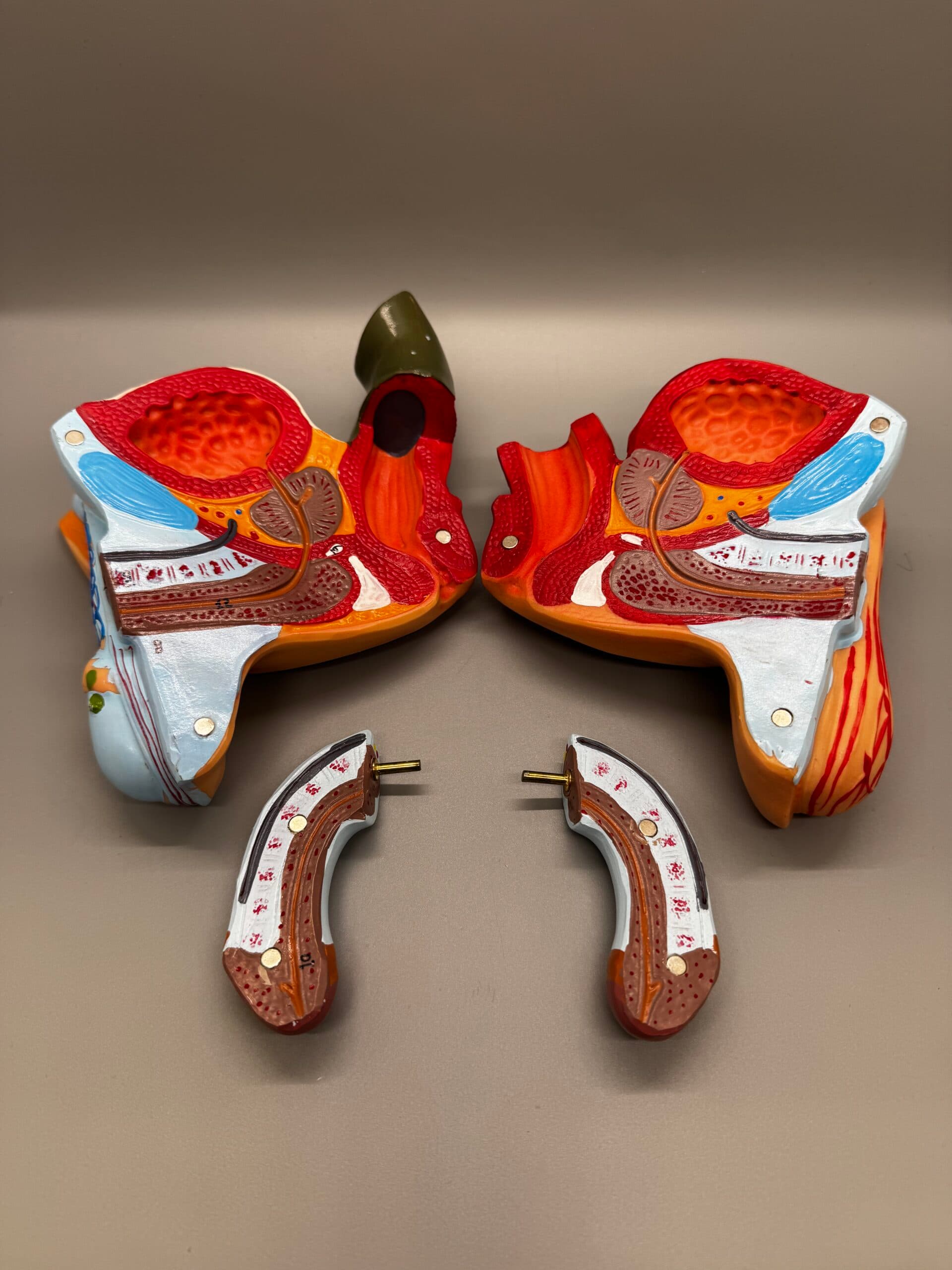 Male Pelvic Model