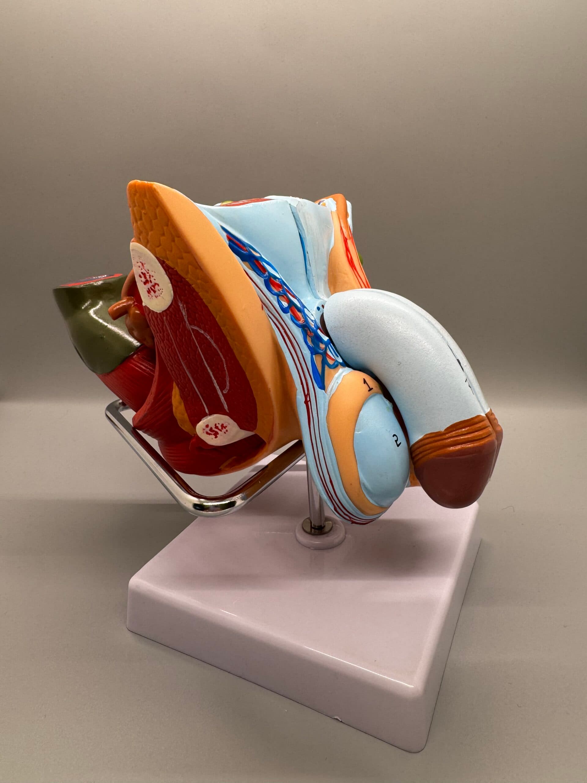Male Pelvic Model - thumbnail 2
