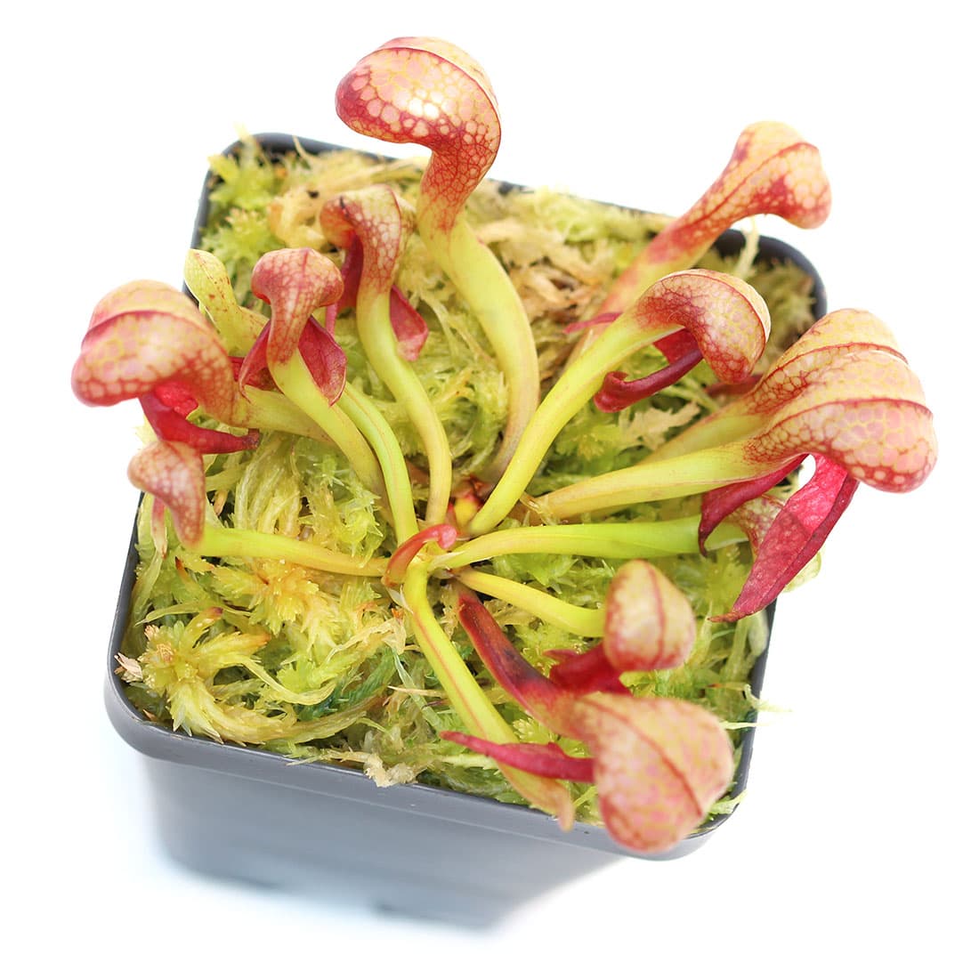 Darlingtonia californica - thumbnail 2