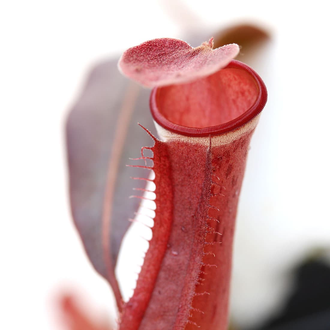 Nepenthes albomarginata ‘Penang’