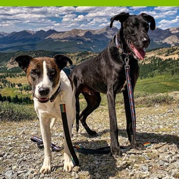 Cycle Dog Mystery Collar Leash $15
