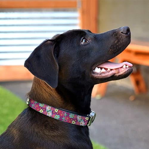 Crazy Cosmos Dog Collar - thumbnail 2