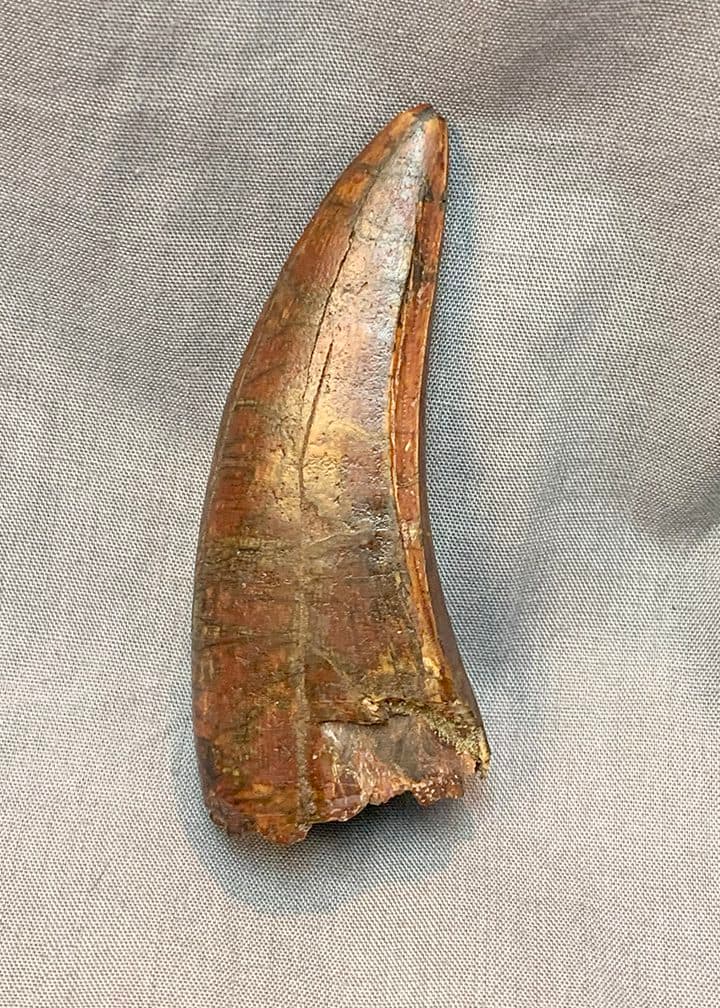 Authentic Afrovenator Tooth #1 - thumbnail 5