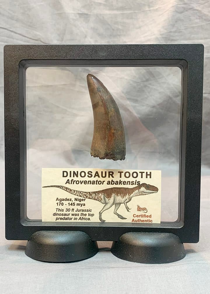 Authentic Afrovenator Tooth #1
